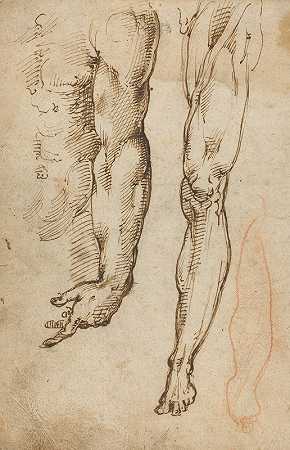 Domenico Beccafumi的解剖学研究
