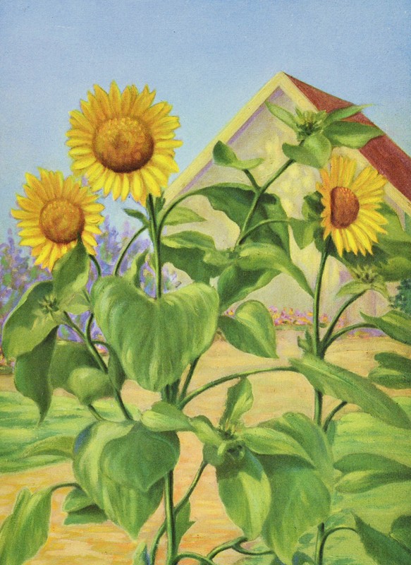 拉斐特·F·卡吉尔的《向日葵》