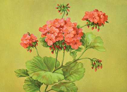 拉斐特·F·卡吉尔的《猩红天竺葵》