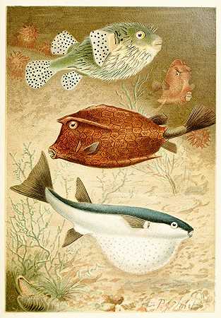 皮埃尔·雅克·斯密特的《地球鱼和河豚鱼》