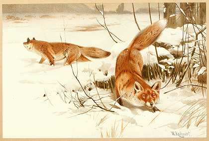 威廉·库内特的《普通狐狸》