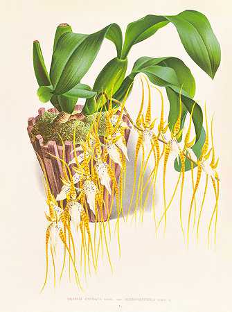 “Brassia caudata”让·朱尔斯·林登