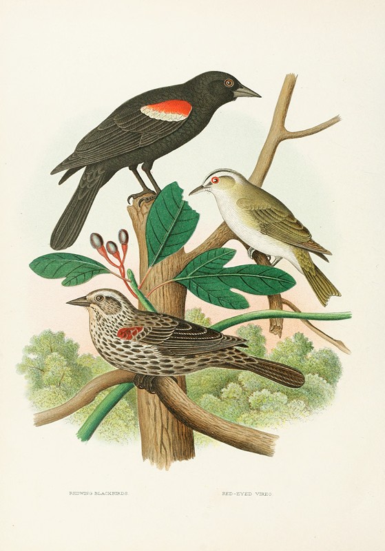埃德温·L·谢泼德的《红翼黑鸟，红眼维里奥》