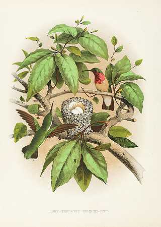 埃德温·L·谢泼德的《红宝石喉咙蜂鸟》
