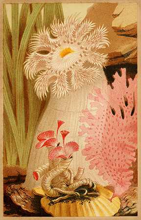 菲利普·亨利·戈斯的《羽状银莲花》