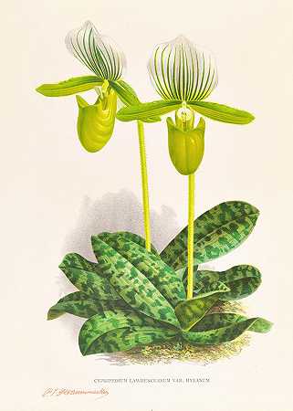“Cypripedium lawrenceanum var hyeanum”让·朱尔斯·林登著