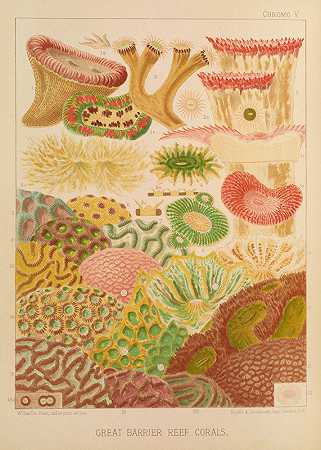 威廉·萨维尔·肯特的《大堡礁珊瑚》
