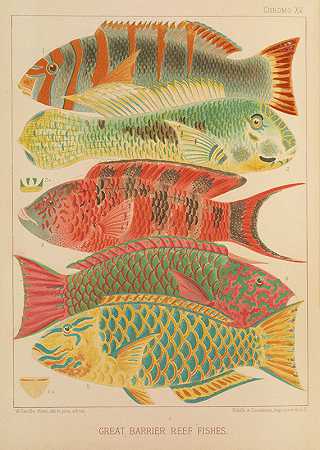 威廉·萨维尔·肯特的《大堡礁鱼》