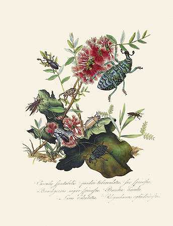 爱德华·多诺万（Edward Donovan）的《新西兰新西兰昆虫自然史的缩影》