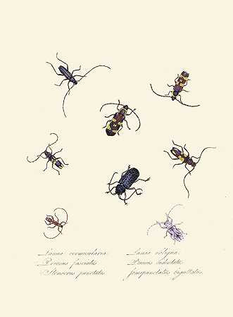 爱德华·多诺万（Edward Donovan）的《新西兰新西兰昆虫自然史的缩影》