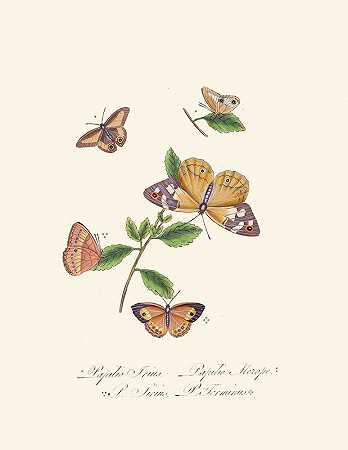 爱德华·多诺万（Edward Donovan）的《新西兰新荷兰昆虫自然史的缩影》