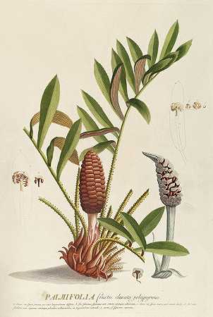 乔治·狄奥尼修斯·埃雷特的《棕榈花》