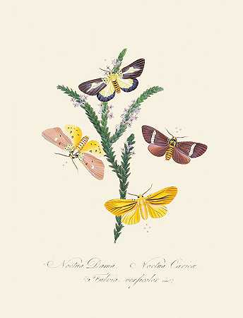 爱德华·多诺万（Edward Donovan）的《新西兰新荷兰昆虫自然史的缩影》第38页