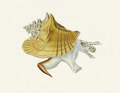 海因里希·卡尔·库斯特（Heinrich Carl Küster）的《翼蜗牛》（Strombea）Pl.01