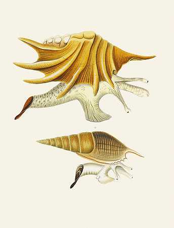 Heinrich Carl Küster的《翼蜗牛（斯特龙贝）P.02》