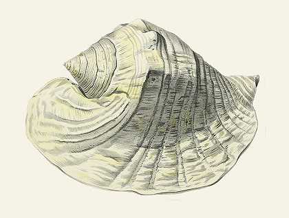 Heinrich Carl Küster的《翼蜗牛（斯特龙贝）》第03卷