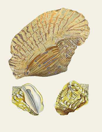 Heinrich Carl Küster的《翼蜗牛（斯特龙贝）》P.04