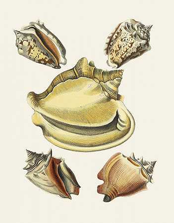 海因里希·卡尔·库斯特（Heinrich Carl Küster）的《翼蜗牛（斯特龙贝）P.06》