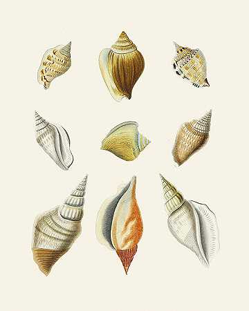 Heinrich Carl Küster的《翼蜗牛（Stromba）Pl.12》