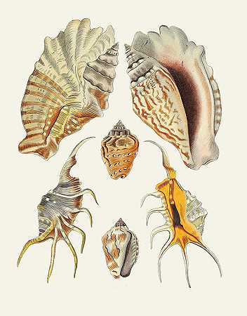 Heinrich Carl Küster的《翼蜗牛（斯特龙贝）》第16页