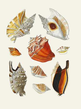 Heinrich Carl Küster的《翼蜗牛（斯特龙贝）》17