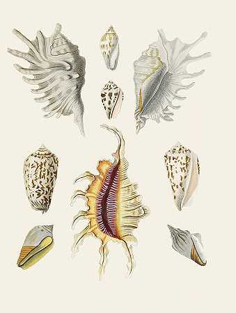 Heinrich Carl Küster的《翼蜗牛（Stromba）Pl.19》
