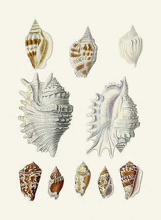 Heinrich Carl Küster的《翼蜗牛（Stromba）Pl.20》