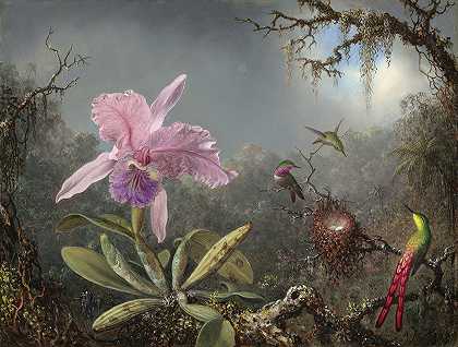马丁·约翰逊·海德的《卡特利娅·兰花和三只蜂鸟》