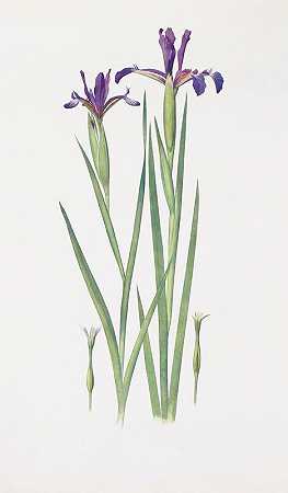 “Iris Sintenisii和Iris spuria（Hyères）”作者：威廉·里卡森·戴克斯