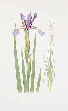 William Rickatson Dykes的“Iris spuria（克什米尔）”