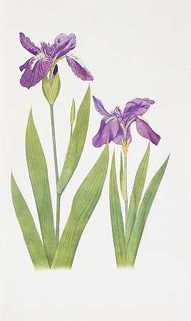 “Iris tectorum and Iris Loptec”威廉·里卡森·戴克斯著