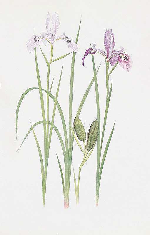 威廉·里卡森·戴克斯的《鸢尾花》