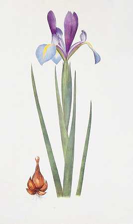 “Iris xiphium var.praecox，作者：威廉·里卡森·戴克斯
