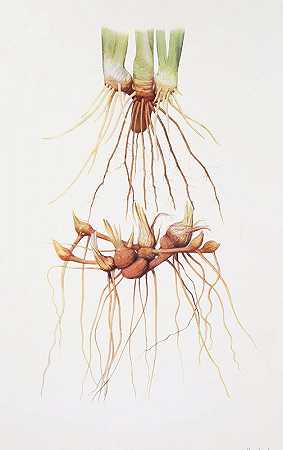William Rickatson Dykes的《Pogoniris和Regelia Iris的根状茎》