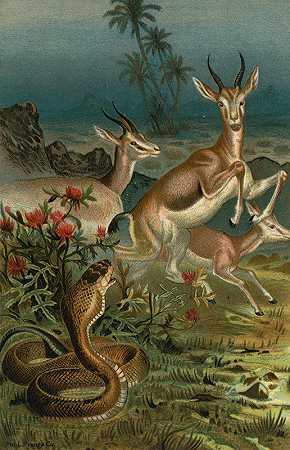 约翰·乔治·伍德著《非洲眼镜蛇，或哈杰和瞪羚》