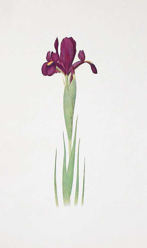 威廉·里卡森·戴克斯的《鸢尾花》