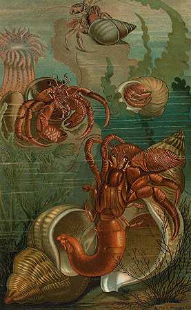 约翰·乔治·伍德的《隐士蟹》