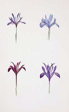 威廉·里卡森·戴克斯的《鸢尾花和鸢尾花》
