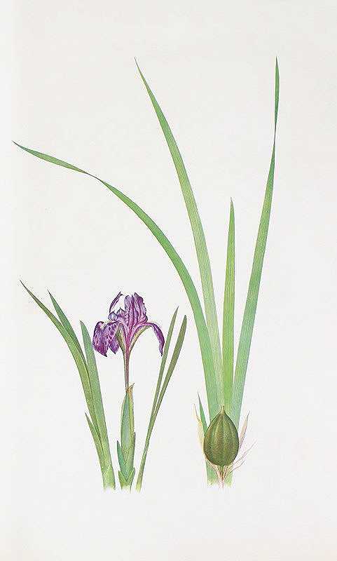 William Rickatson Dykes的《Iris kumaonensis》