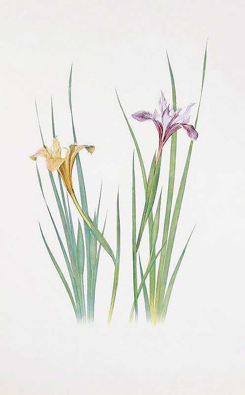 威廉·里卡森·戴克斯的《鸢尾花巨鸢尾花》