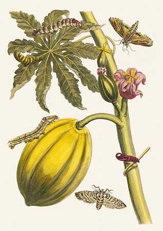 玛丽亚·西比拉·梅里安的《木瓜》