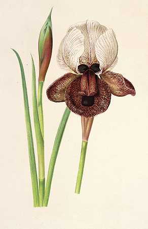 查尔斯·安托万·勒梅尔的《伊比利亚鸢尾花》