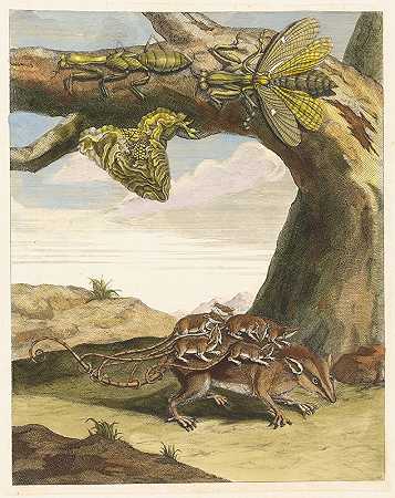 玛丽亚·西比拉·梅里安的《森林之鼠》