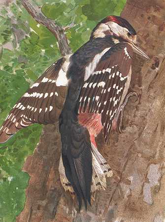 “比格啄木鸟由利奥·保罗·罗伯特创作