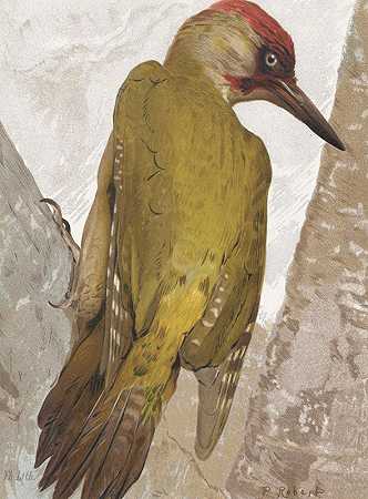 “绿啄木鸟作者：利奥·保罗·罗伯特