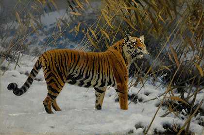 雨果·昂格维特的《一只老虎在雪中徘徊》