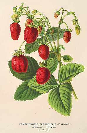 查尔斯·安托万·莱迈尔的《永久双草莓》