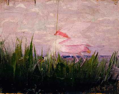 “玫瑰琵鹭，为阿博特·汉德森·塞耶的《动物王国中的隐藏色彩》一书进行研究