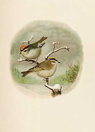 罗伯特·里奇韦的《北美鸟类世界》