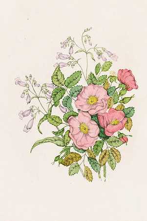 艾格尼丝·菲茨吉本（Agnes Fitzgibbon）的《早期野玫瑰，彭斯泰蒙胡子舌》